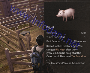 cara ternak pig lifeafter (babi)