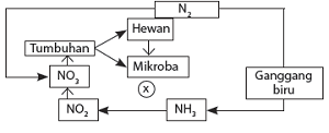 nitifikasi, dengan bantuan bakteri Nitrosomonas dan Nitro sococcus 